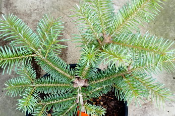 Abies lasiocarpa 